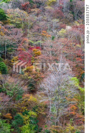 秘境の秋の五家荘紅葉風景 108883797