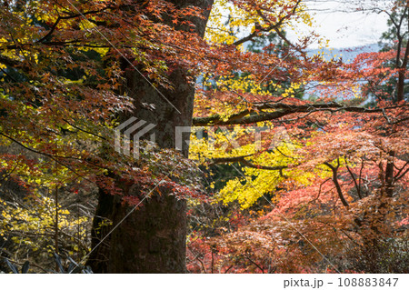 秘境の秋の五家荘紅葉風景 108883847