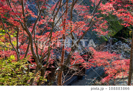 秘境の秋の五家荘紅葉風景 108883866