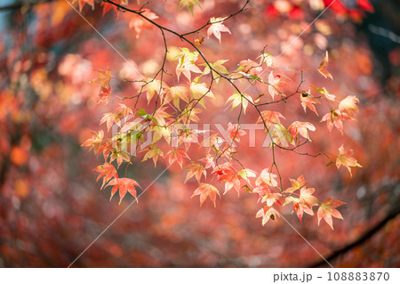 秘境の秋の五家荘紅葉風景 秘境の秋の五家荘紅葉風景 108883870