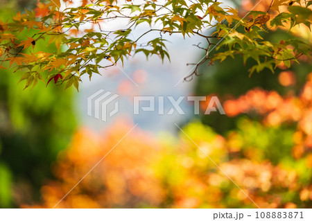 秘境の秋の五家荘紅葉風景 108883871