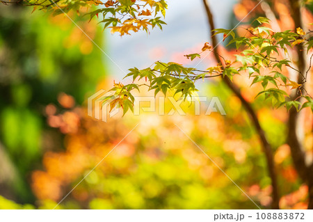 秘境の秋の五家荘紅葉風景 108883872