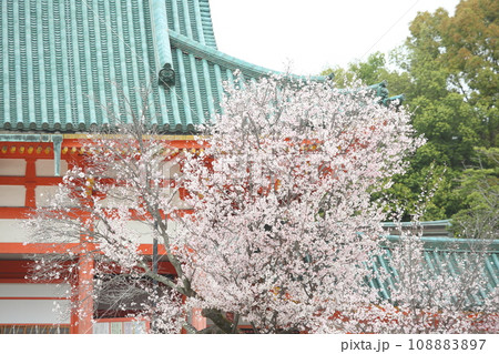 平安神宮の桜 平安神宮の桜 108883897
