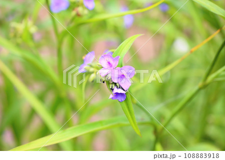 ムラサキツユクサの花 ムラサキツユクサの花 108883918