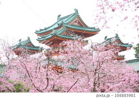平安神宮の枝垂れ桜 平安神宮の枝垂れ桜 108883981
