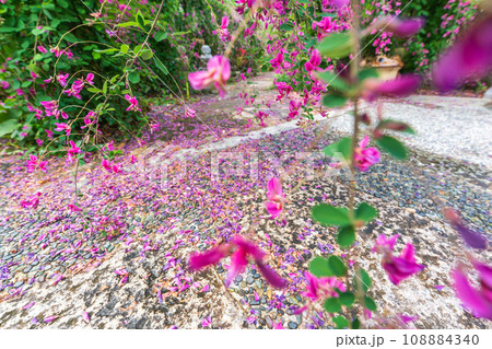 京都市伏見区勝念寺（かましきさん）に咲く清楚な秋の七草萩を撮影 108884340