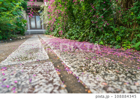 京都市伏見区勝念寺（かましきさん）に咲く清楚な秋の七草萩を撮影 108884345