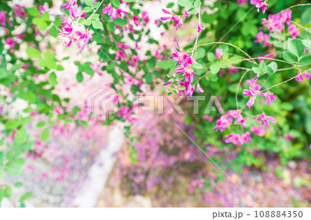 京都市伏見区勝念寺（かましきさん）に咲く清楚な秋の七草萩を撮影 108884350