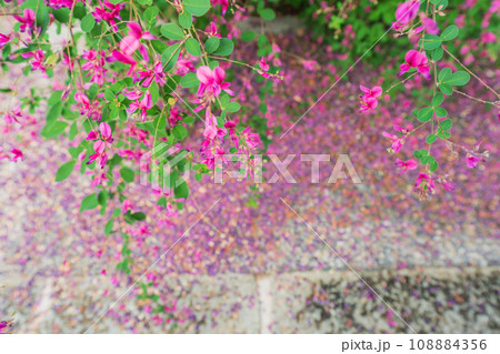 京都市伏見区勝念寺（かましきさん）に咲く清楚な秋の七草萩を撮影 108884356
