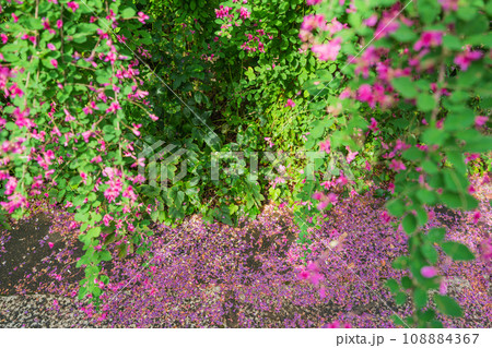 京都市伏見区勝念寺（かましきさん）に咲く清楚な秋の七草萩を撮影 108884367