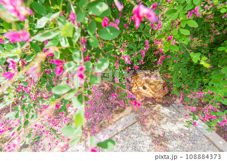 京都市伏見区勝念寺（かましきさん）に咲く清楚な秋の七草萩を撮影 108884373