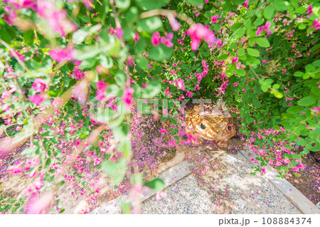 京都市伏見区勝念寺（かましきさん）に咲く清楚な秋の七草萩を撮影 108884374