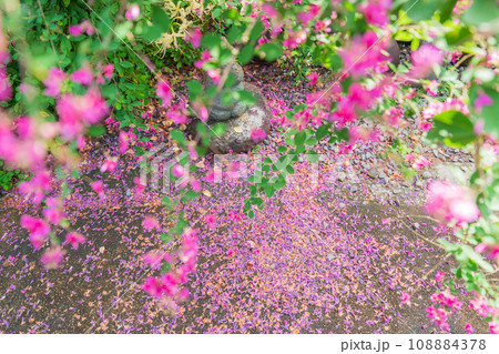 京都市伏見区勝念寺(かましきさん)に咲く清楚な秋の七草萩を撮影 京都市伏見区勝念寺(かましきさん)に咲く清楚な秋の七草萩を撮影 108884378