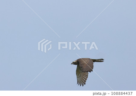 生き物 野鳥 サシバ、十一月の山原。秋の渡りにしては遅いので越冬する気でしょうか? 生き物 野鳥 サシバ、十一月の山原。秋の渡りにしては遅いので越冬する気でしょうか? 108884437