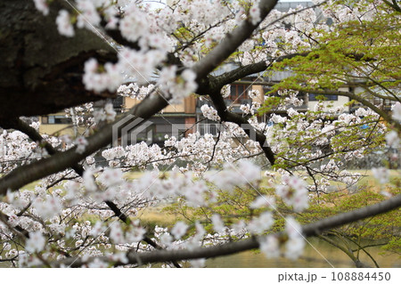 鴨川沿いの桜 108884450