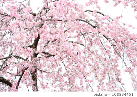 鴨川沿いの枝垂れ桜 108884451