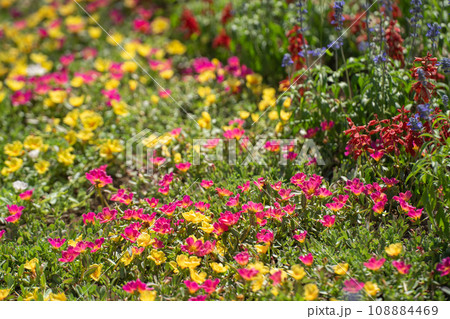 夏の花壇にカラフルに咲いた花 夏の花壇にカラフルに咲いた花 108884469