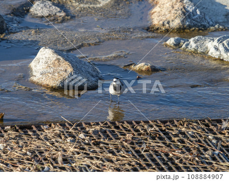 河川敷で餌を探すハクセキレイ 108884907