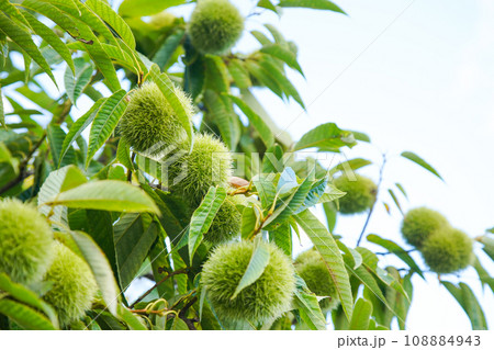 もう直ぐ収穫できそうな栗 108884943