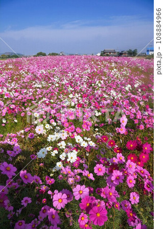 木田郡三木町田中のコスモス畑202315 108884966