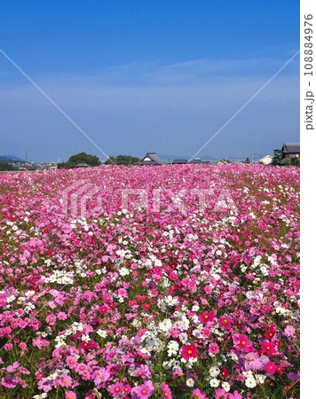木田郡三木町田中のコスモス畑20235 108884976