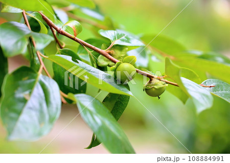 カキの実 カキの実 108884991