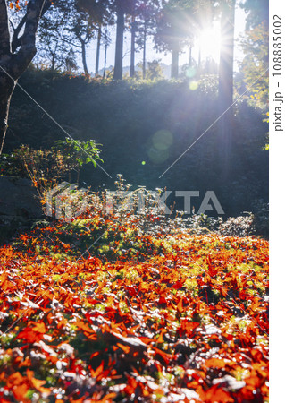 紅葉が美しい京都大原三千院　光射す有清園 108885002