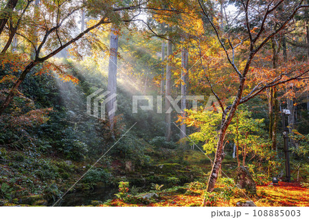 紅葉が美しい京都大原三千院　光射す有清園 108885003