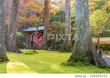 紅葉が美しい京都大原三千院 朝日を浴びる朱雀門 紅葉が美しい京都大原三千院 朝日を浴びる朱雀門 108885010