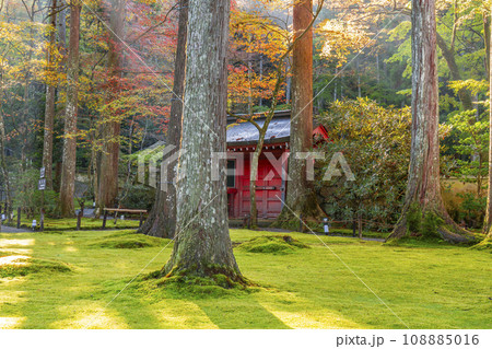 紅葉が美しい京都大原三千院　朝日を浴びる朱雀門 108885016