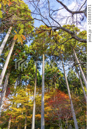紅葉の京都大原三千院 二十五菩薩慈眼の庭 紅葉の京都大原三千院 二十五菩薩慈眼の庭 108885051