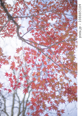 雪の中の紅葉 黄葉 紅葉 日本 風景 季節 雪 初雪 天気 自然 アウトドア レジャー 旅行 雪の中の紅葉 黄葉 紅葉 日本 風景 季節 雪 初雪 天気 自然 アウトドア レジャー 旅行 108885104