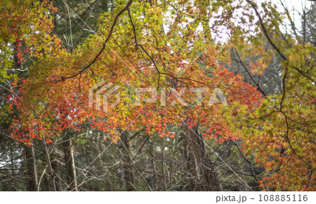 雪の中の紅葉 黄葉 紅葉 日本 風景 季節 雪 初雪 天気 自然 アウトドア レジャー 旅行 雪の中の紅葉 黄葉 紅葉 日本 風景 季節 雪 初雪 天気 自然 アウトドア レジャー 旅行 108885116