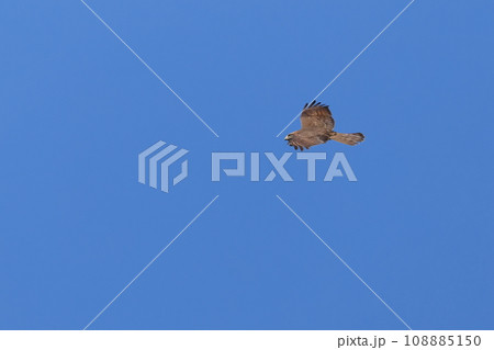 生き物　野鳥　サシバ、十一月の山原。青空のもと、気持ちよく滑空する② 108885150