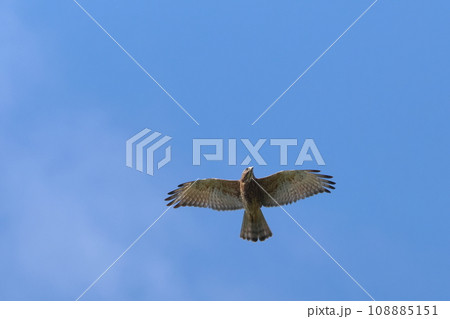 生き物 野鳥 サシバ、十一月の山原。青空のもと、気持ちよく滑空する① 生き物 野鳥 サシバ、十一月の山原。青空のもと、気持ちよく滑空する① 108885151