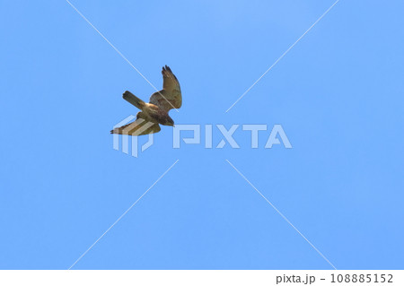 生き物　野鳥　サシバ、控え目な急降下。虫や小動物が主食なのでこれで十分？ 108885152