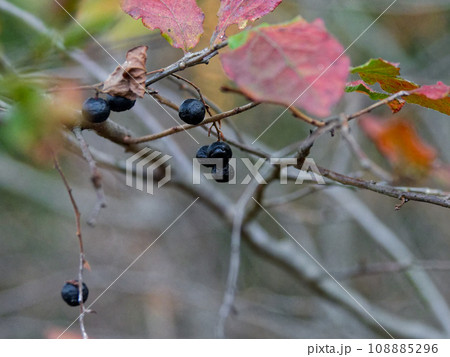 ナツハゼの熟した黒い実 108885296