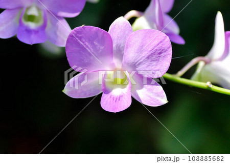 purple orchid or white and purple orchid flower, orchid or ORCHIDACEAE 108885682