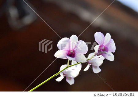 purple orchid or white and purple orchid flower, orchid or ORCHIDACEAE 108885683