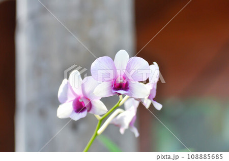 purple orchid or white and purple orchid flower, orchid or ORCHIDACEAE purple orchid or white and purple orchid flower, orchid or ORCHIDACEAE 108885685
