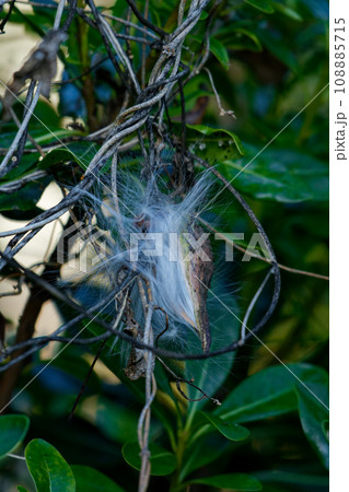 キョウチクトウ科ガガイモの種子散布 キョウチクトウ科ガガイモの種子散布 108885715