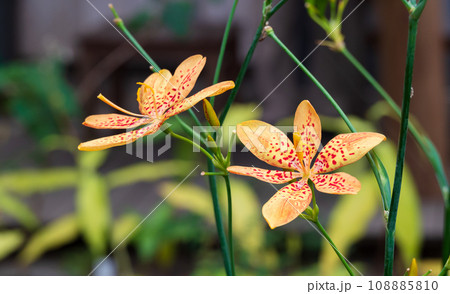 可憐に咲くヒオウギの花 108885810