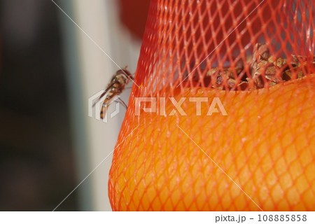 渋柿は干し柿にすると甘くなる。まるで魔法。 108885858