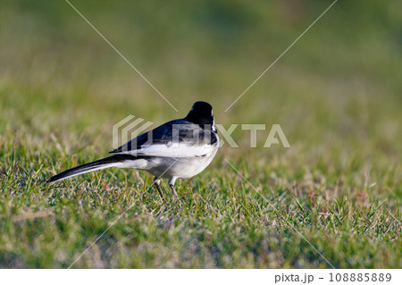 草地で採餌するセキレイ科セグロセキレイ 108885889
