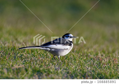 草地で採餌するセキレイ科セグロセキレイ 草地で採餌するセキレイ科セグロセキレイ 108885891