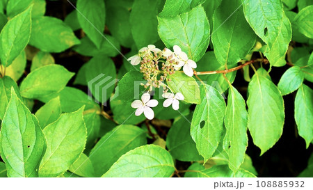 東北地方青森県八甲田山のヤマアジサイ 108885932
