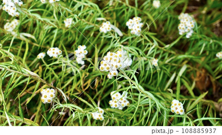 東北地方青森県八甲田山のヤマハハコ 東北地方青森県八甲田山のヤマハハコ 108885937