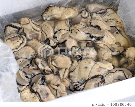 生の剥き牡蠣 生の剥き牡蠣 108886340