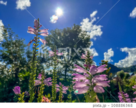 鮮やかに咲いた花虎の尾の花 鮮やかに咲いた花虎の尾の花 108886368