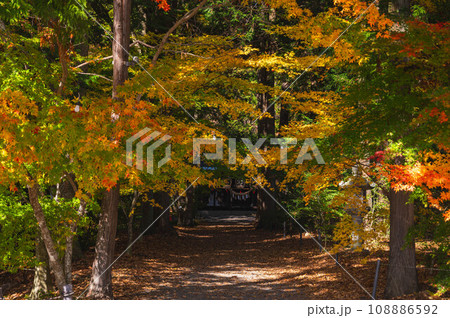 出早雄小萩神社参道のカラフルな紅葉 108886592